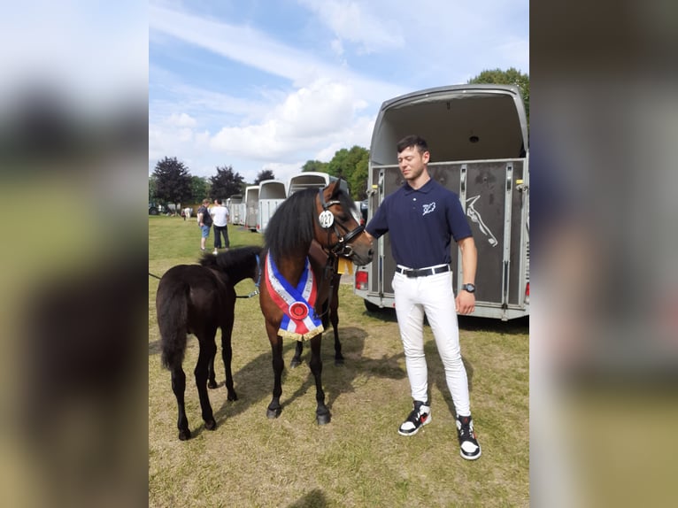 Dartmoor Hengst 3 Jaar 122 cm Bruin in Bornh&#xF6;ved