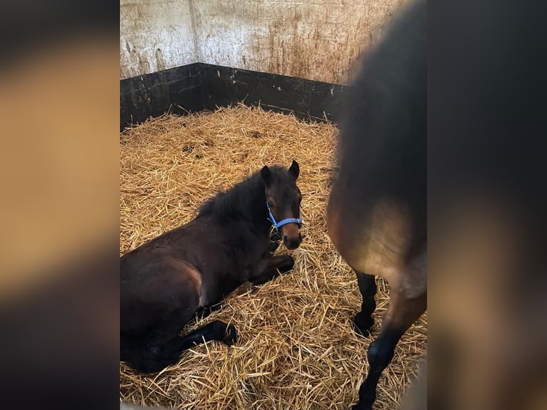 Dartmoor Hengst 3 Jaar 122 cm Bruin in Bornh&#xF6;ved