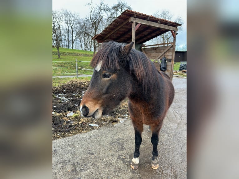 Dartmoor Mix Hengst 3 Jaar 125 cm Bruin in Maselheim