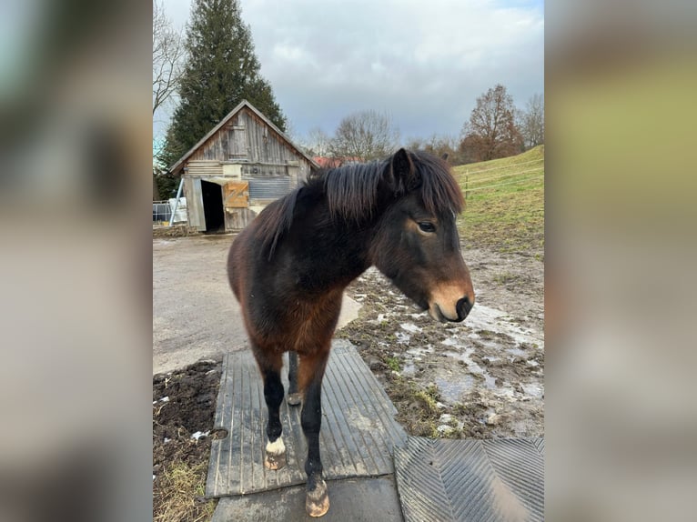 Dartmoor Mix Hengst 3 Jaar 125 cm Bruin in Maselheim