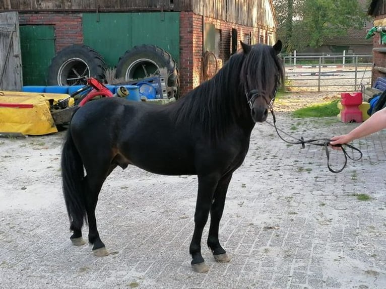 Dartmoor Hengst 3 Jaar 127 cm Zwartbruin in Edewecht