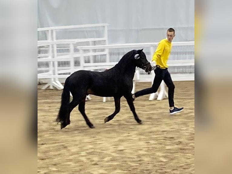 Dartmoor Hengst 3 Jaar 127 cm Zwartbruin in Edewecht