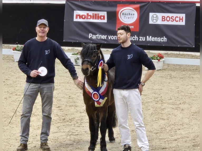 Dartmoor Hengst 3 Jahre 122 cm Brauner in Bornh&#xF6;ved