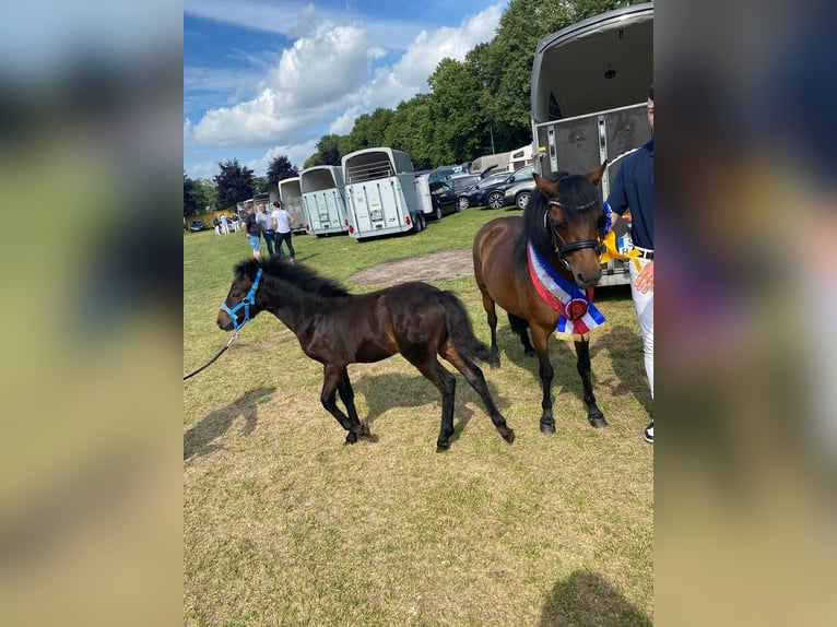 Dartmoor Hengst 3 Jahre 122 cm Brauner in Bornh&#xF6;ved