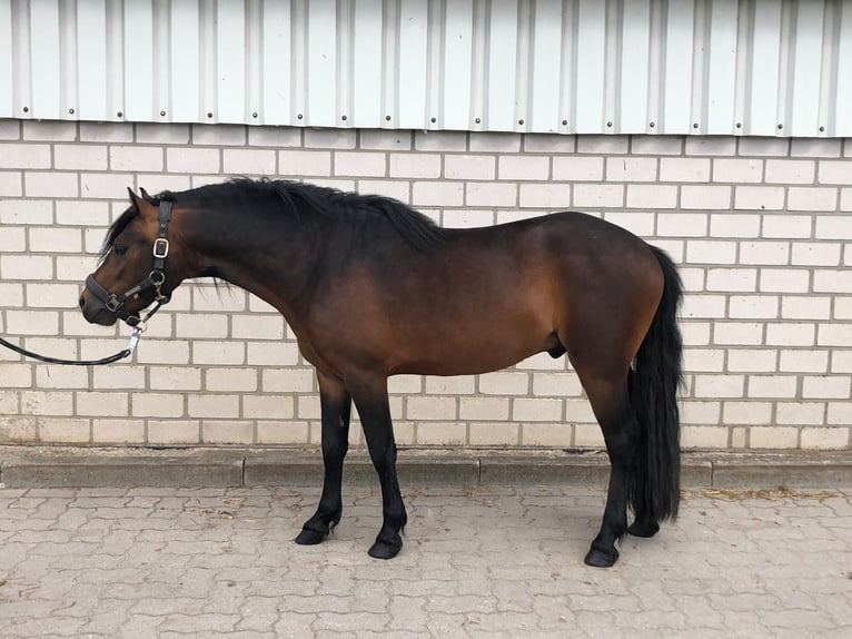 Dartmoor Hengst 3 Jahre 124 cm Brauner in Bornh&#xF6;ved