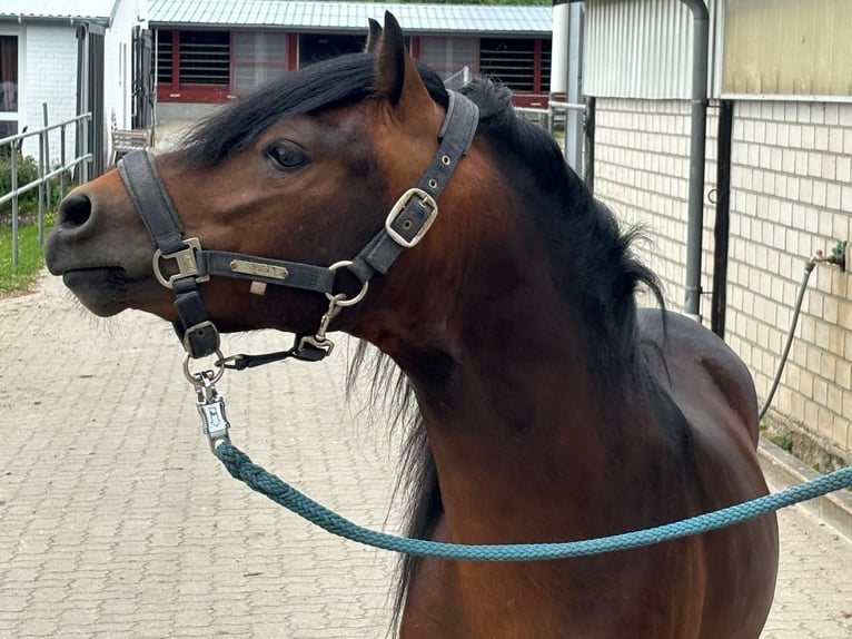 Dartmoor Hengst 3 Jahre 124 cm Brauner in Bornh&#xF6;ved