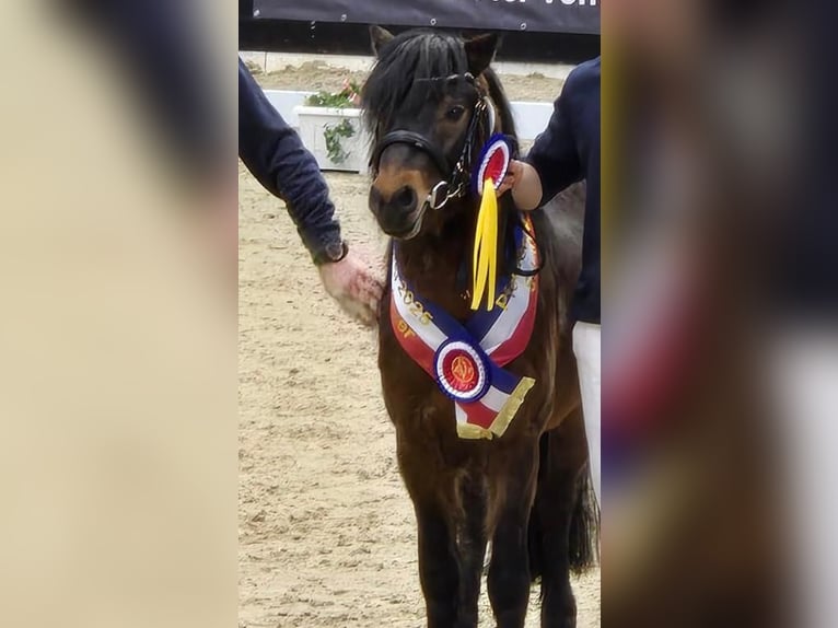 Dartmoor Hengst 3 Jahre 124 cm Brauner in Bornh&#xF6;ved