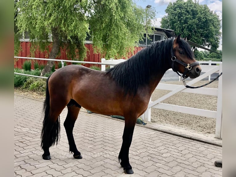 Dartmoor Hengst 3 Jahre 124 cm Brauner in Bornh&#xF6;ved