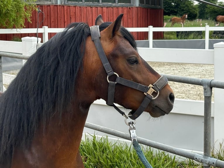 Dartmoor Hengst 3 Jahre 124 cm Brauner in Bornh&#xF6;ved