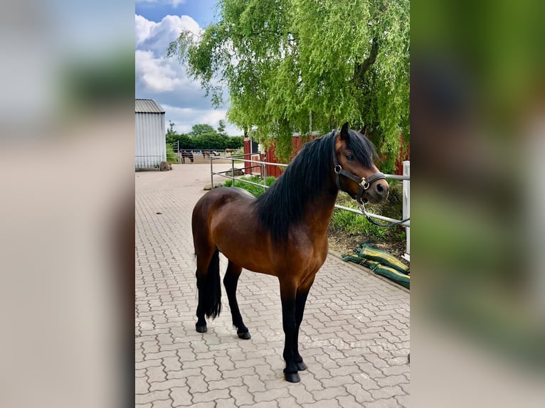 Dartmoor Hengst 3 Jahre 124 cm Brauner in Bornh&#xF6;ved
