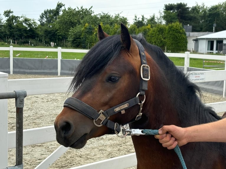 Dartmoor Hengst 3 Jahre 124 cm Brauner in Bornh&#xF6;ved