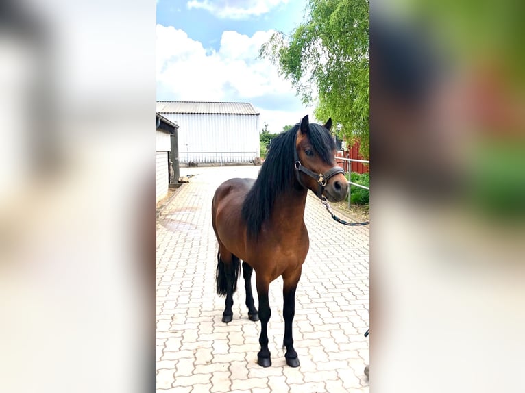 Dartmoor Hengst 3 Jahre 124 cm Brauner in Bornh&#xF6;ved