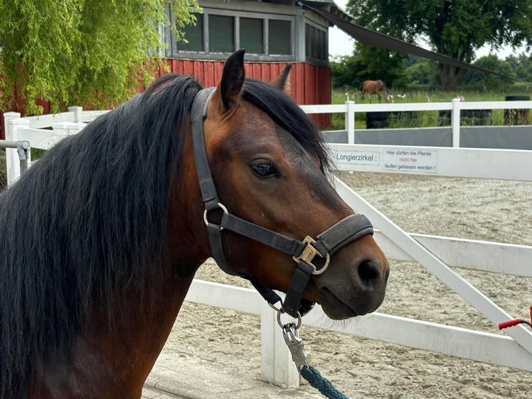 Dartmoor Hengst 3 Jahre 124 cm Brauner in Bornh&#xF6;ved
