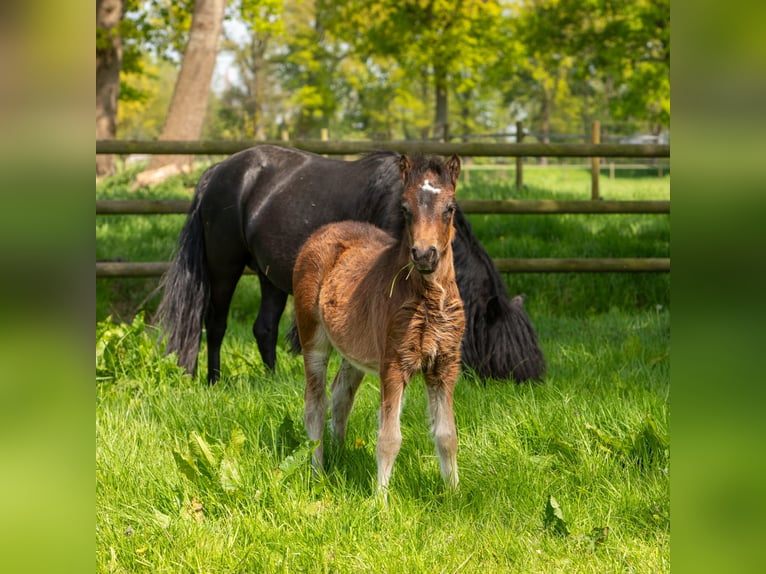 Dartmoor Hengst Donkerbruin in Edewecht