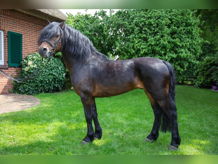 Dartmoor Hengst Donkerbruin in Edewecht