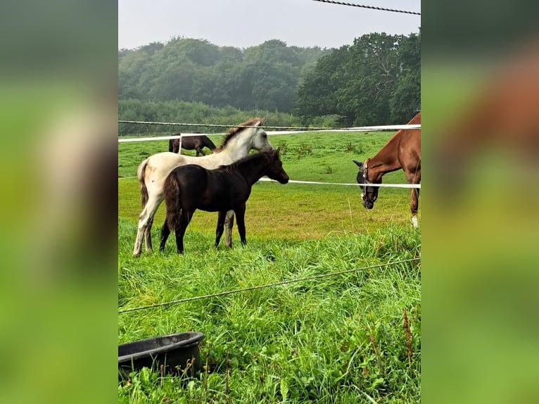 Dartmoor Hengst Fohlen (05/2023) 90 cm Brauner in Altenhof