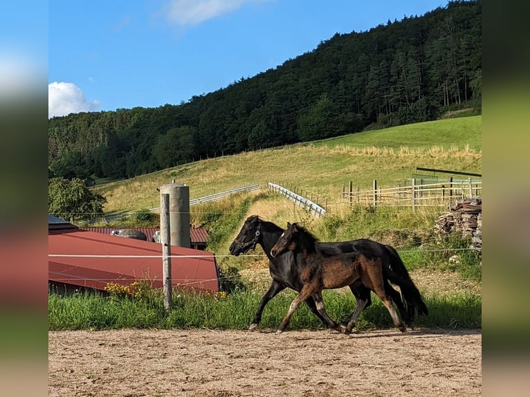 Dartmoor Hengst Fohlen (04/2024) Brauner in Bonndorf im Schwarzwald