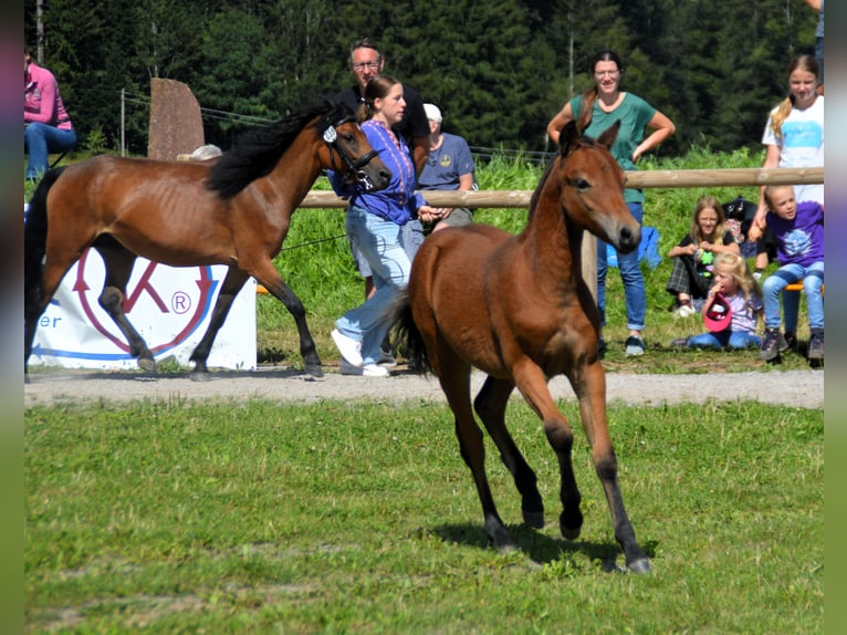 Dartmoor Hengst Fohlen (04/2024) Brauner in Bonndorf im Schwarzwald