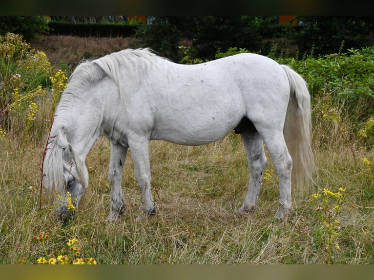 Dartmoor Hengst Veulen (04/2026) 125 cm Bruin in Goch