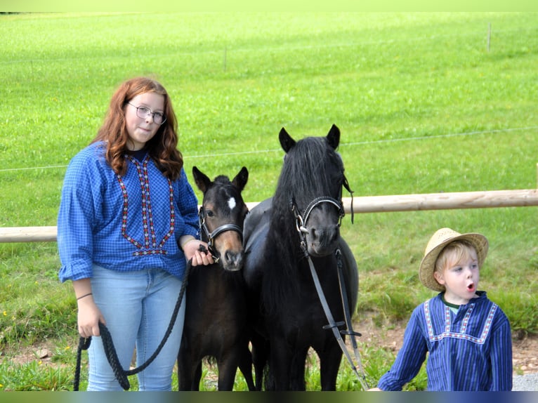 Dartmoor Hingst Föl (04/2024) Brun in Bonndorf im Schwarzwald