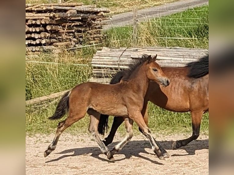 Dartmoor Hingst Föl (04/2024) Brun in Bonndorf im Schwarzwald