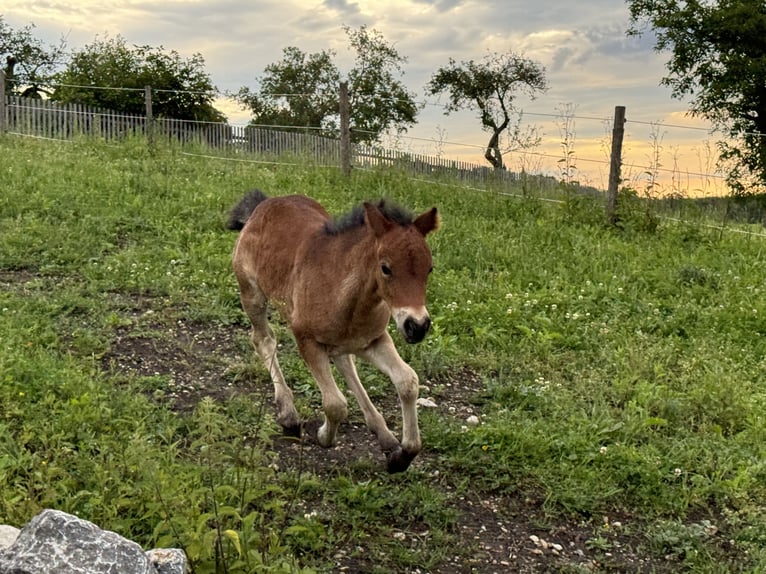 Dartmoor Hingst Föl (05/2024) Mörkbrun in Eberfing