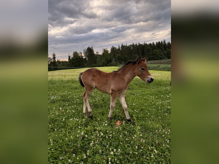 Dartmoor Hingst Föl (05/2024) Mörkbrun in Eberfing