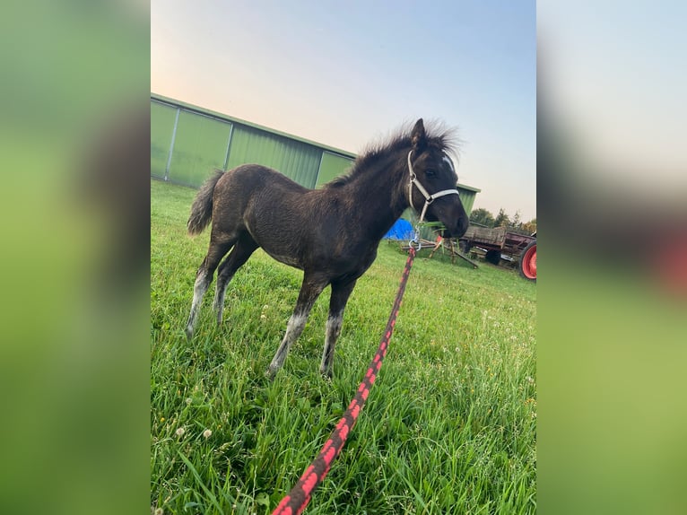 Dartmoor Hingst Föl (05/2024) Rökfärgad svart in Drunen