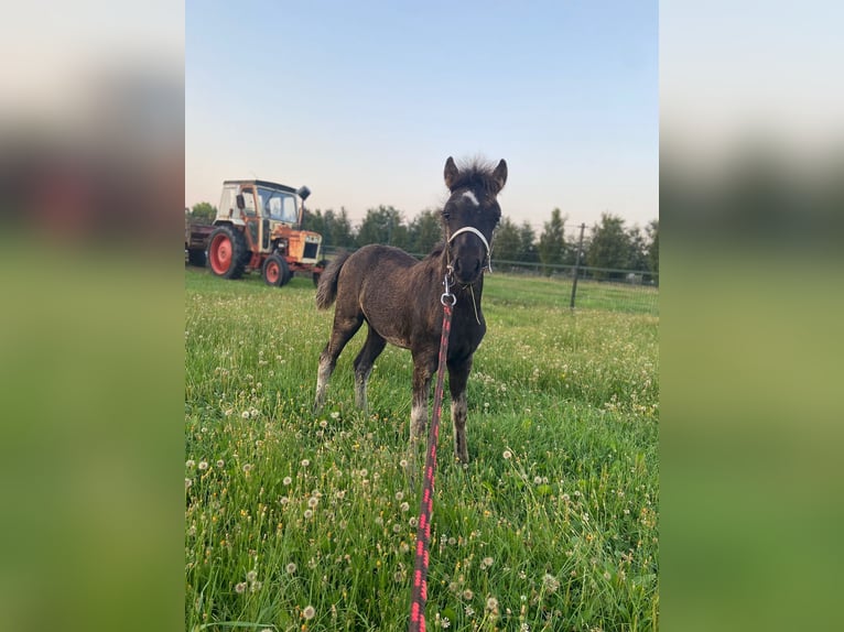 Dartmoor Hingst Föl (05/2024) Rökfärgad svart in Drunen