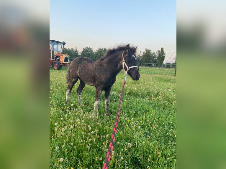 Dartmoor Hingst Föl (05/2024) Rökfärgad svart in Drunen