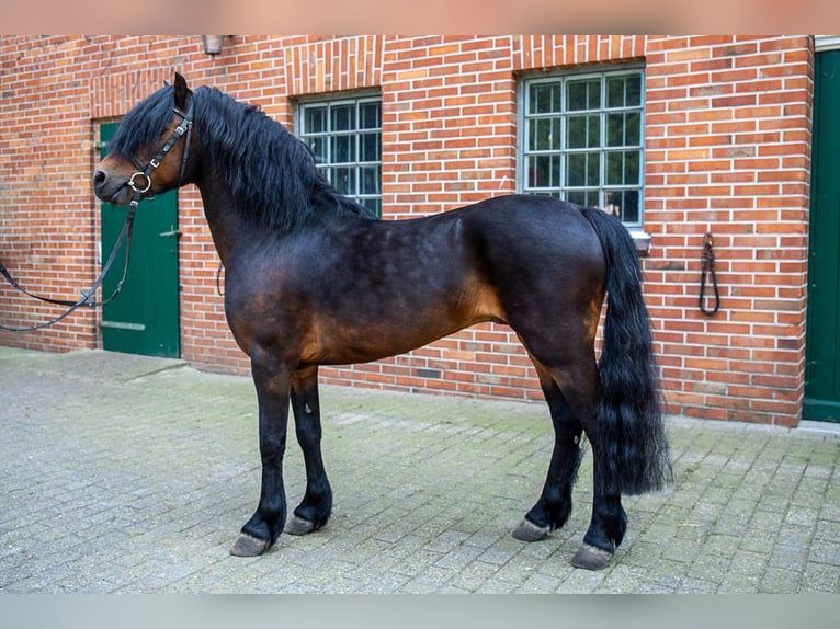 Dartmoor Hingst Mörkbrun in Edewecht