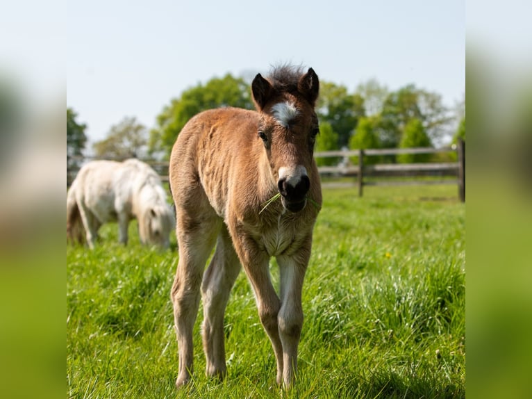 Dartmoor Hingst Mörkbrun in Edewecht