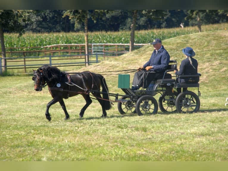 Dartmoor Hingst Mörkbrun in Edewecht