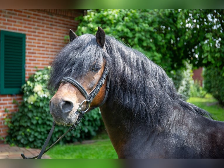 Dartmoor Hingst Mörkbrun in Edewecht