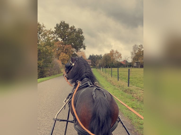 Dartmoor Hingst Mörkbrun in Edewecht