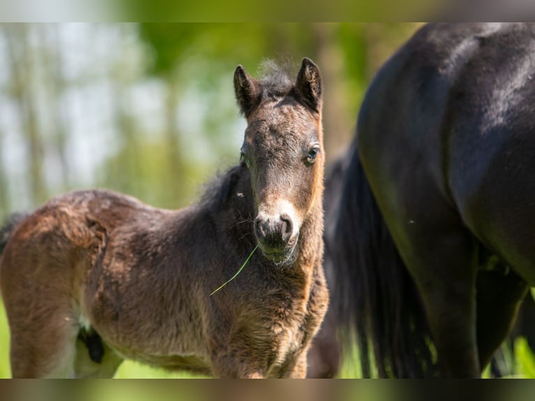 Dartmoor Hingst Mörkbrun in Edewecht