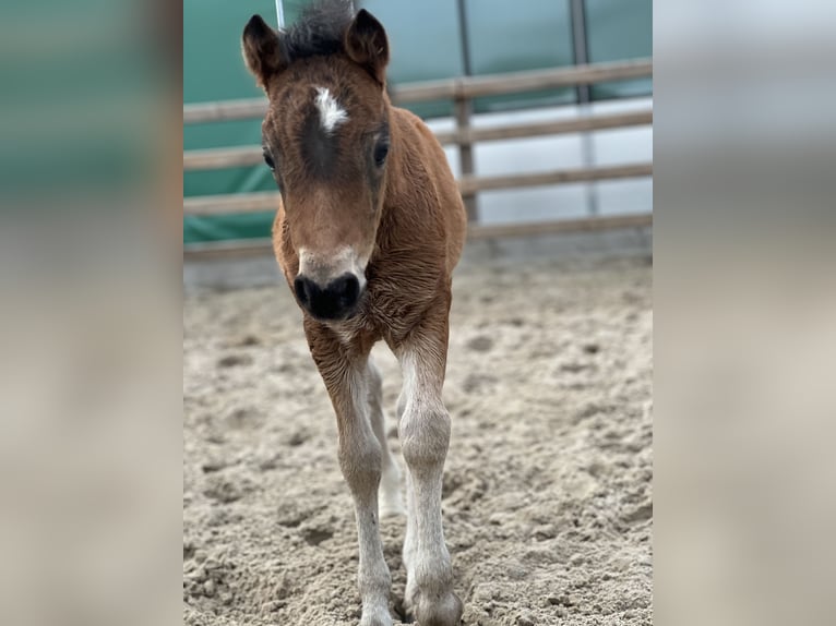 Dartmoor Hingst Mörkbrun in Edewecht