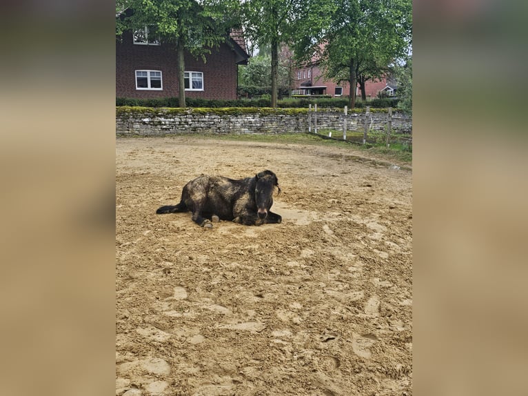 Dartmoor Hongre 14 Ans 125 cm Bai brun foncé in Bad Sassendorf