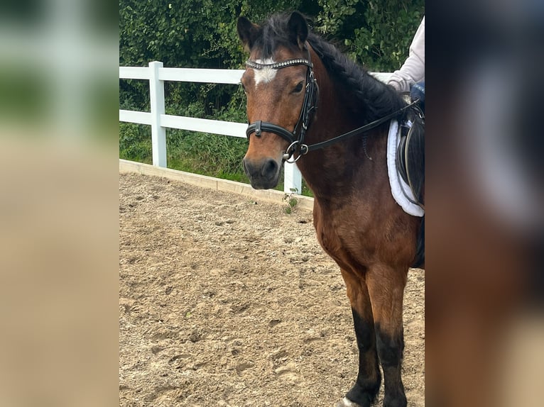 Dartmoor Hongre 22 Ans 123 cm Bai in Osdorf