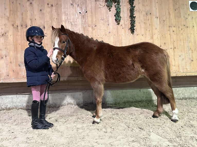 Dartmoor Croisé Hongre 4 Ans 118 cm Alezan in Riedlingen