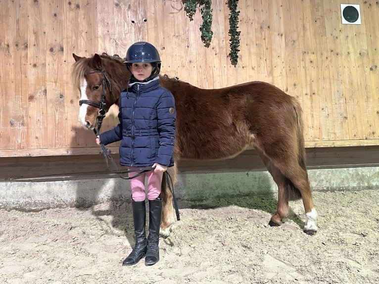 Dartmoor Croisé Hongre 4 Ans 118 cm Alezan in Riedlingen