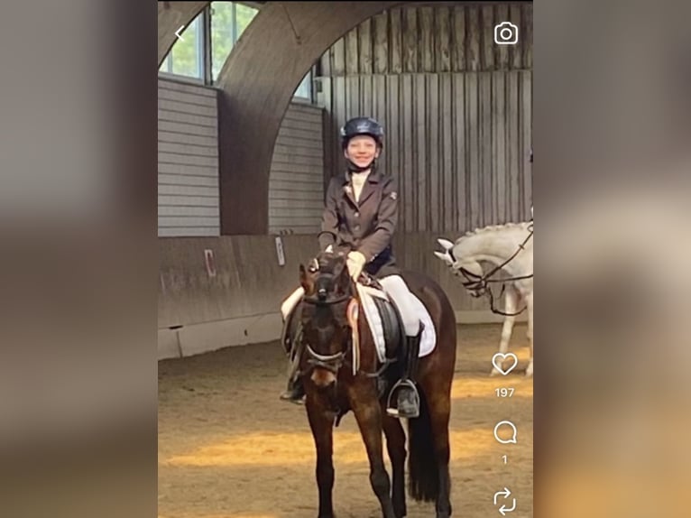 Dartmoor Hongre 5 Ans 130 cm Bai brun in Aurach