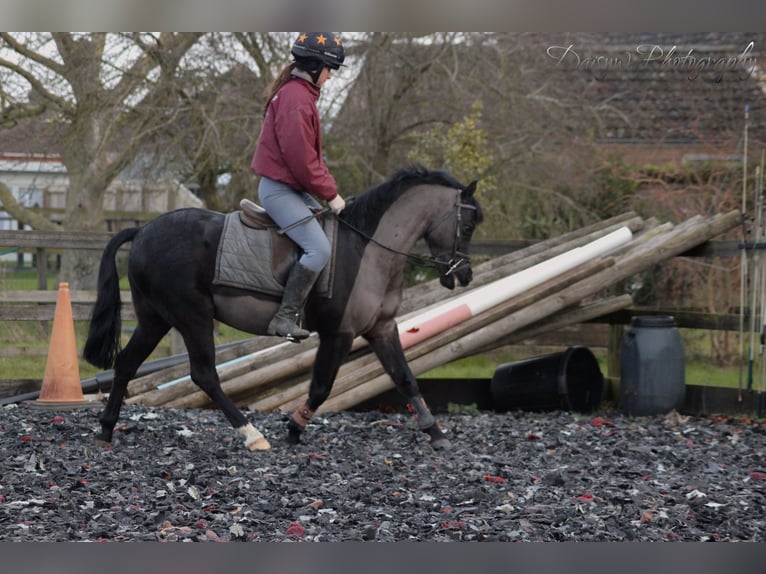 Dartmoor Croisé Hongre 8 Ans 128 cm Noir in Downham Market