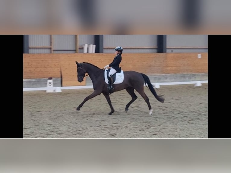 Dartmoor Hongre 9 Ans 168 cm Noir in Viborg