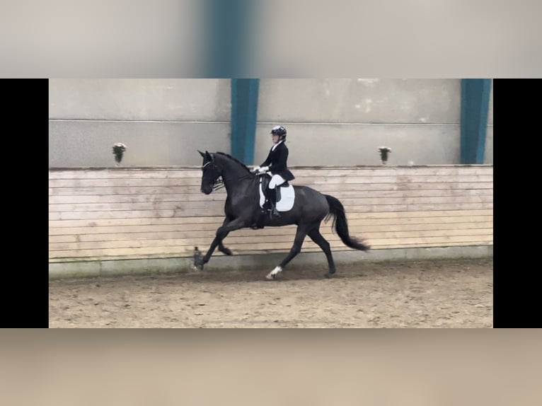 Dartmoor Hongre 9 Ans 168 cm Noir in Viborg