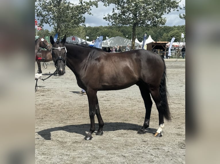 Dartmoor Hongre 9 Ans 168 cm Noir in Viborg