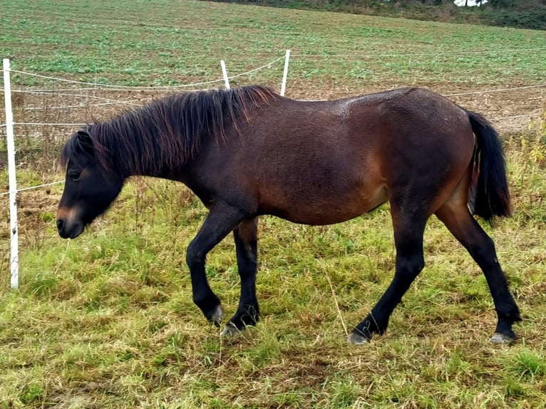 Dartmoor Jument 14 Ans 124 cm Bai brun in UnkenbachSitters