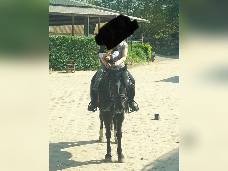 Dartmoor Jument 20 Ans 124 cm Noir in Rommerskirchen