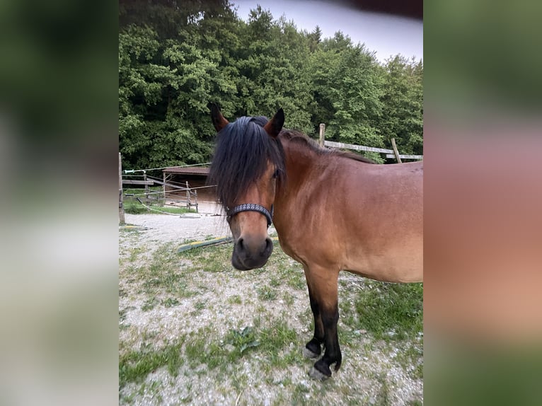 Dartmoor Croisé Jument 3 Ans 120 cm Bai in Bad Schwanberg