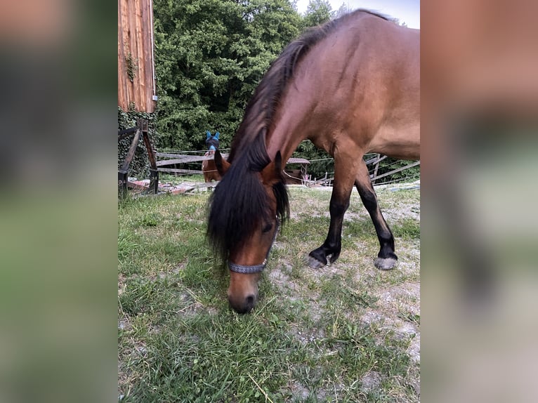 Dartmoor Croisé Jument 3 Ans 120 cm Bai in Bad Schwanberg